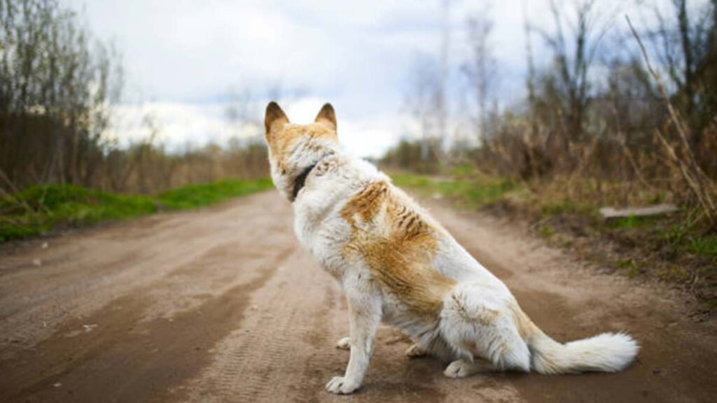 perros perdidos encuentra camin