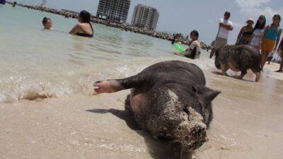 "Pig Beach", playa de cerditos en Yucatán, luce en abandono