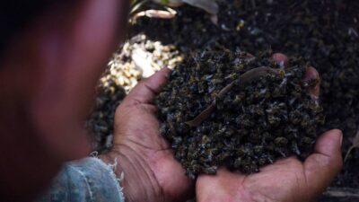 Poder Judicial da amparo a favor de mayas de Hopelchén para cuidar a las abejas