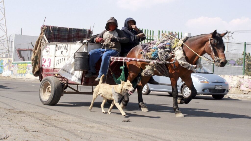 Prohiben Carretas Con Animales En Tamaulipas