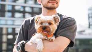 Consejos sencillos para cuidar a tu mascota en época de calor