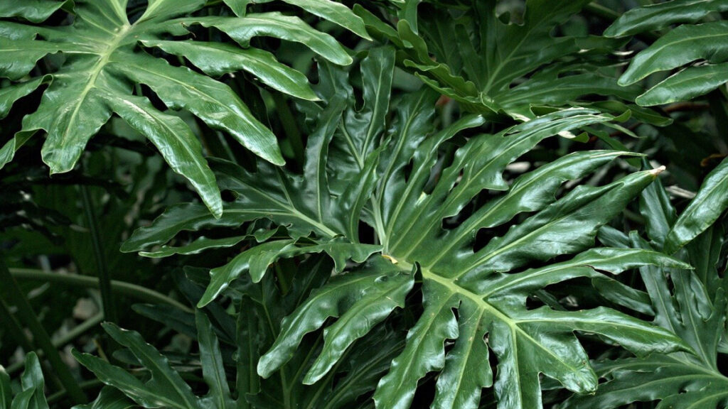 Las plantas sí gritan cuando las lastimas