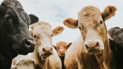 “El problema ya nos afecta”: Sonora toma medidas contra el gusano barrenador tras freno de exportación ganadera