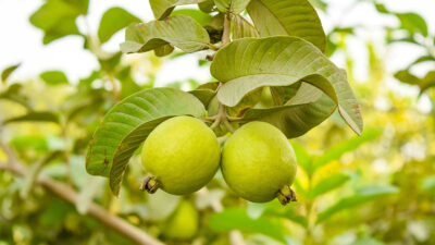 Té de hojas de guayaba: beneficios y propiedades