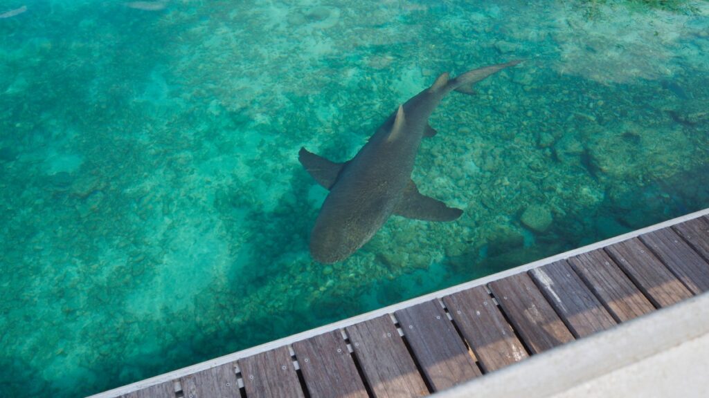 Captan a tiburones en malecón de La Paz