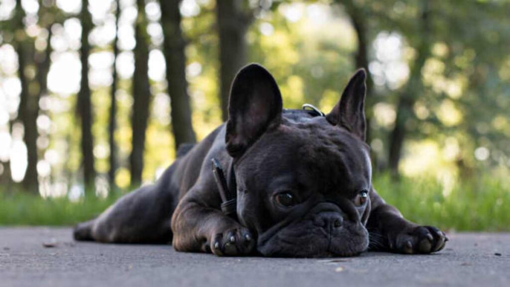 Nero: perro murió de tristeza minutos después de que falleció su dueño