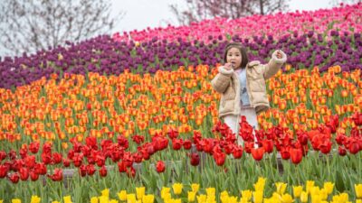 ¿Por qué los tulipanes son la sensación en los jardines y hogares de China?