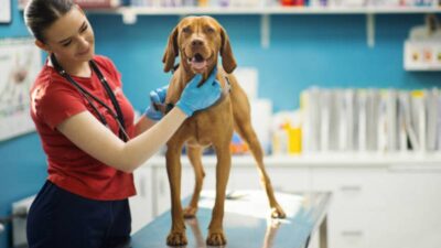 Tipos de bultos en perros