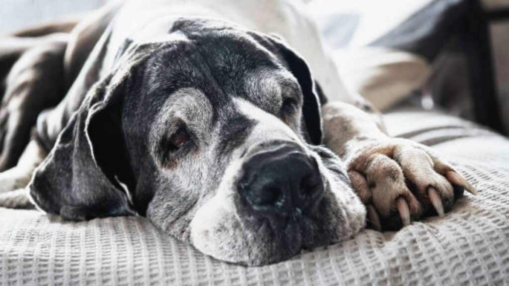 Los perros se vuelven más irritables con la edad