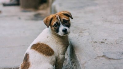 Así es como puedes adoptar a un perrito abandonado durante las peregrinaciones