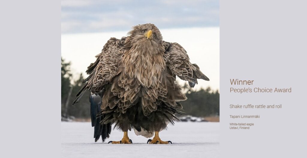 Aguila Cola Blanca Comedy Wildlife Photography Awards