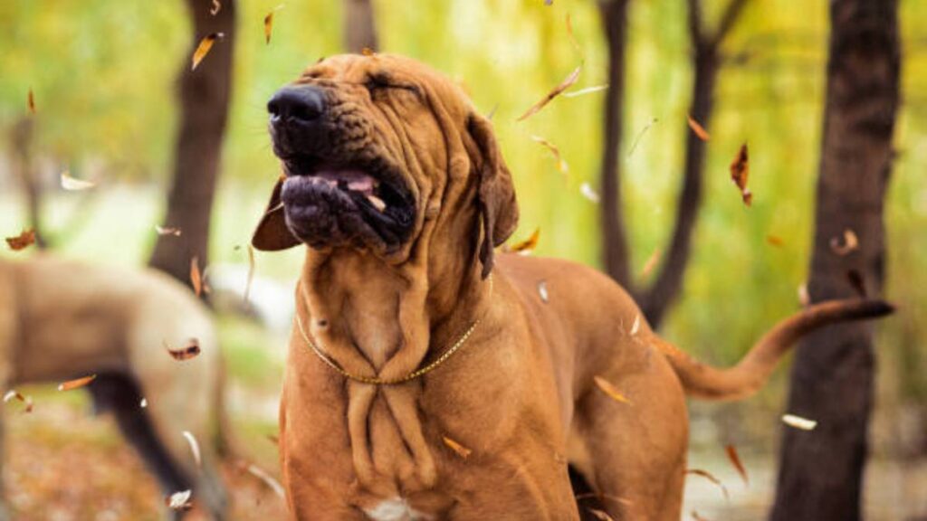 ¿Qué es el estornudo inverso en perros y qué hacer si mi mascota tiene uno?