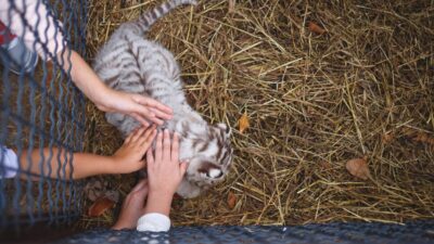 Denuncian que drogan a grandes felinos en Mazamitla para tocarlos.