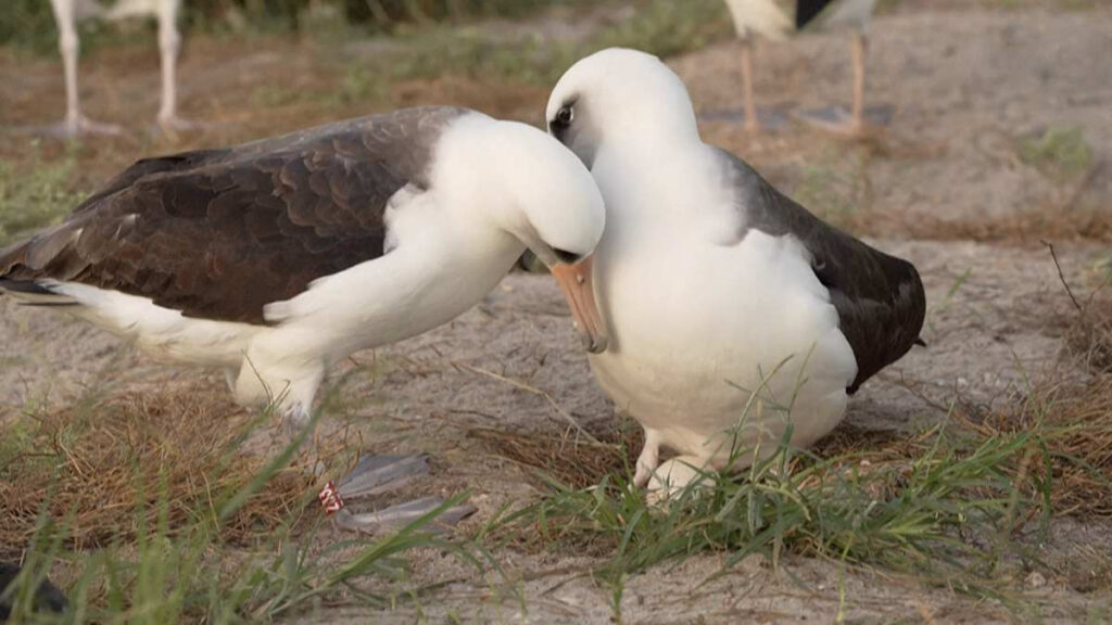 Wisdom, el ave albatros de Laysan que será madre a los 74 años