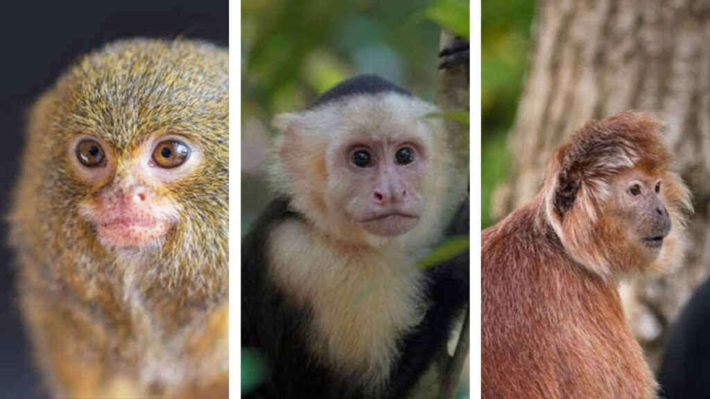 Los monos más adorables del reino animal