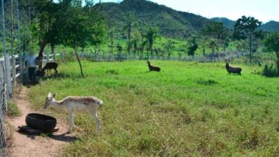 Fincas con animales exóticos: autoridades realizan operativo en Las Huertas, Jalisco, y esto encontraron