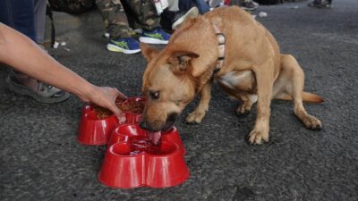 Apoyan a perros que vienen con peregrinos a la Basílica de Guadalupe