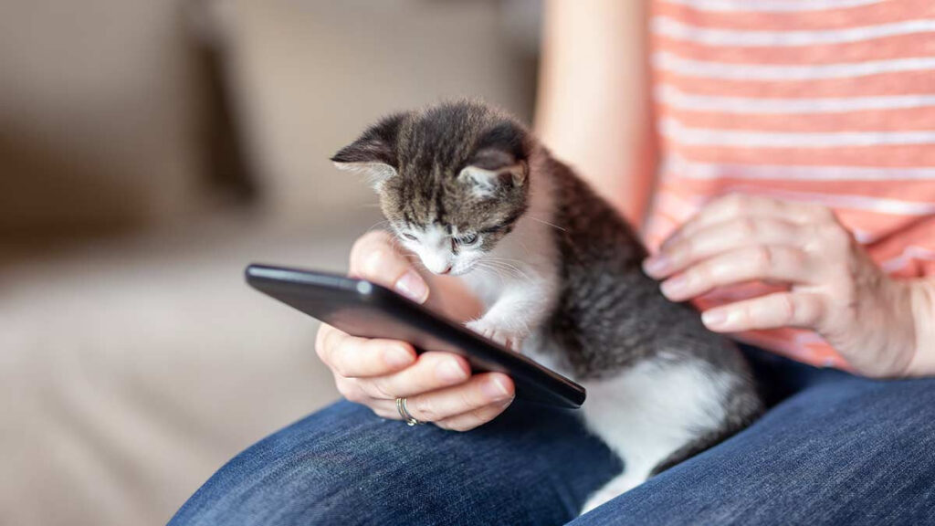 Desarrollan una app para la búsqueda y adopción de mascotas