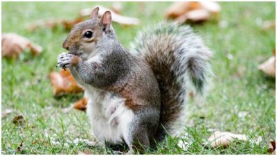 Ardillas evolucionan a animales carnívoros, destaca estudio