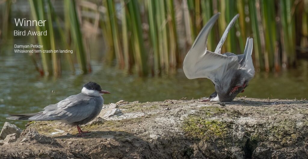 Aves Comedy Wildlife Photography Awards