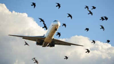 Avión de impacta parvada de pájaros en China; video