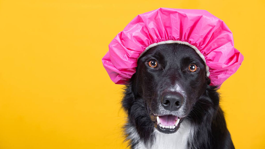 Baño en seco para tu perro: ¿cómo hacerlo en casa?