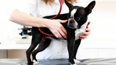 Buscan monitorizar la frecuencia cardiaca de las mascotas con vídeos faciales