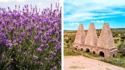 campo de lavanda pueblos mágicos Guanajuto