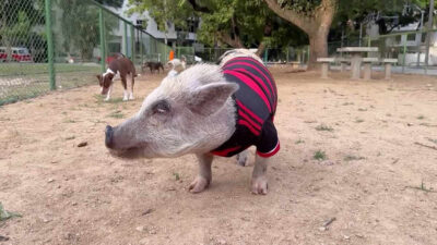 Pablo de Arrascaeta, el cerdito entrenador profesional de perros.