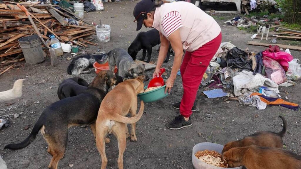 Caravana para alimentar a mascotas callejeras se organiza en Veracruz