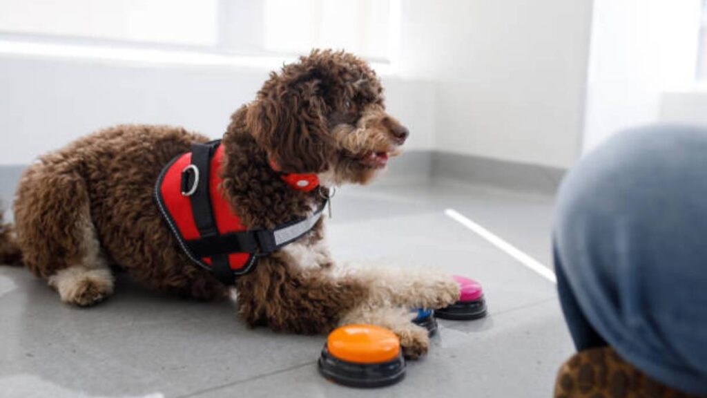 Perros pueden combinar dos palabras para comunicarse con cajas de sonido