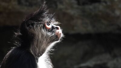 Profepa pide no regalar animales silvestres en Navidad