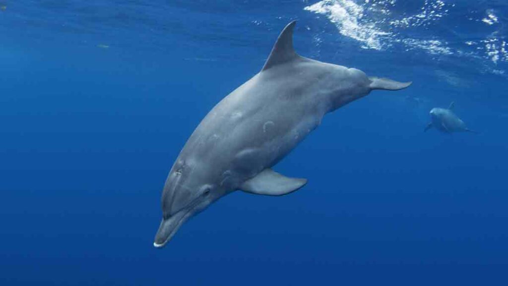 Delfines Fentanilo