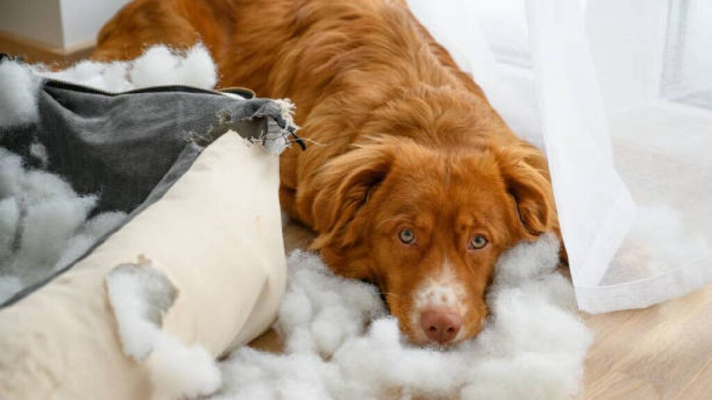 Salud mental de las mascotas: cómo saber si sufren algun trastorno