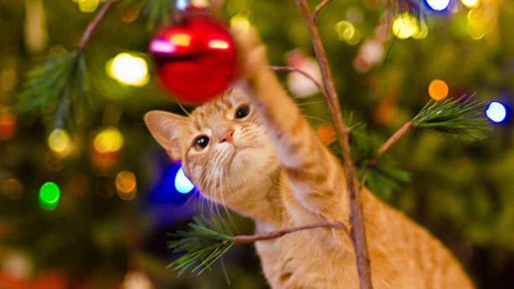 ¿Por qué a los gatos les gusta el árbol de Navidad?