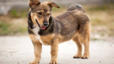 Estadounidenses tratan de robar un perro en Cancún, pero dueña lo evita