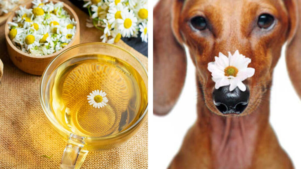 Beneficios del té de manzanilla en perros