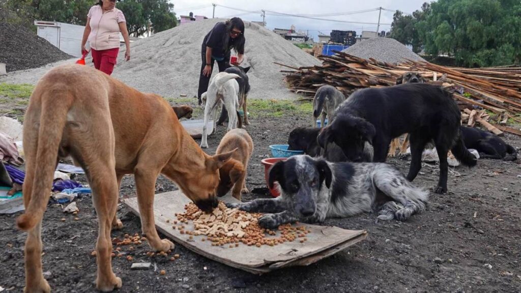 Caravana para alimentar a mascotas callejeras se organiza en Veracruz