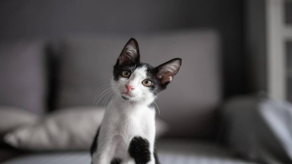 Gatito sobrevive a la muerte de su dueño y su historia se viraliza