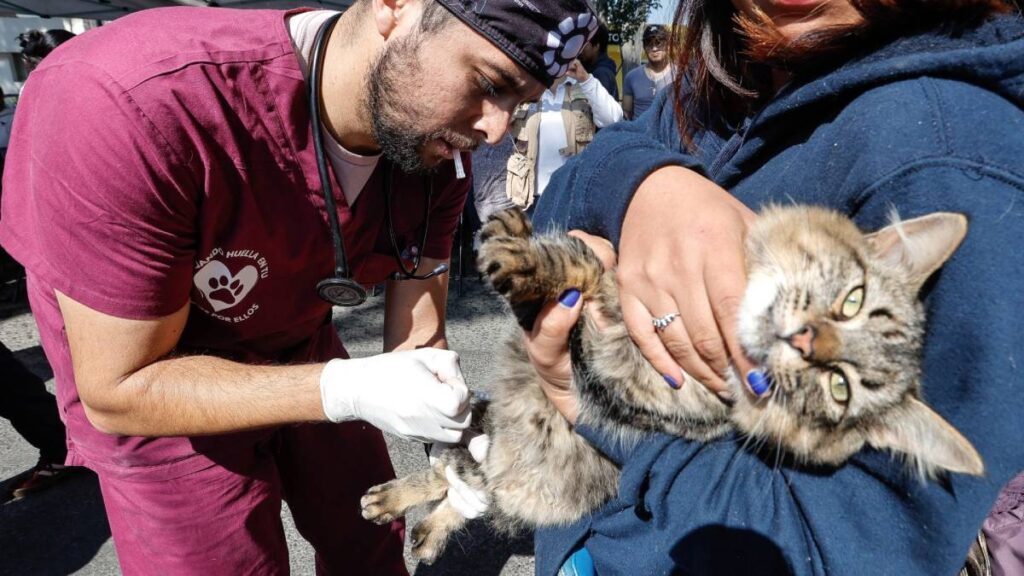 Registro Único de Mascotas en Morelos será gratuito