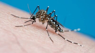 Dengue aumentó en 2024