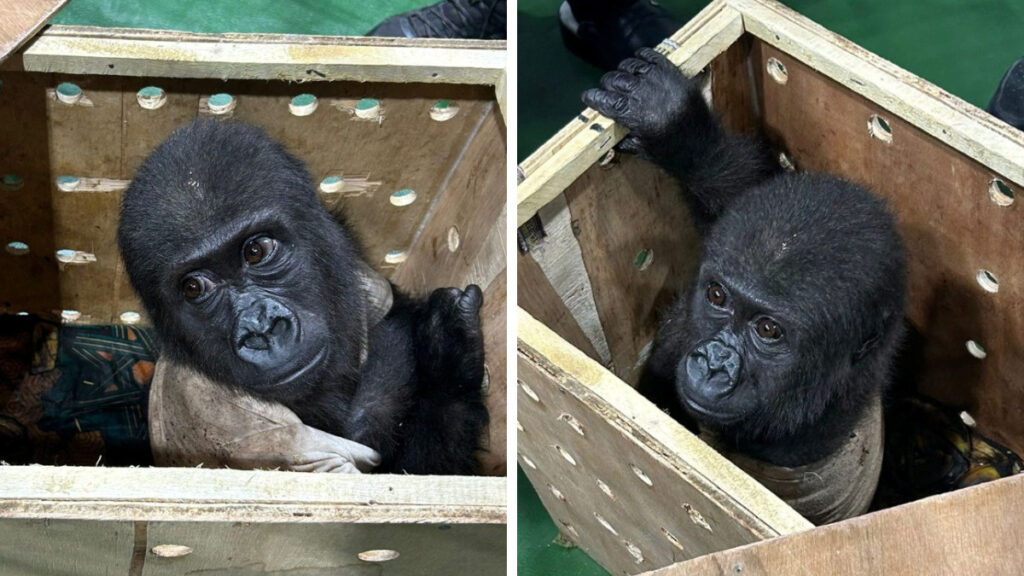 Bebé gorila es rescatado del mercado negro