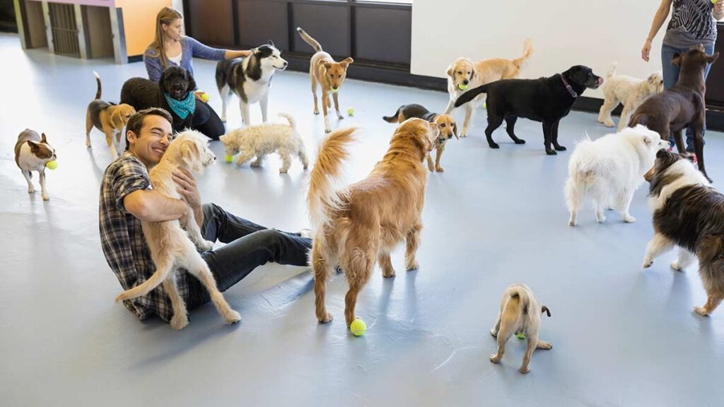 Pensión para mascotas: cómo elegir la mejor, según la Profeco