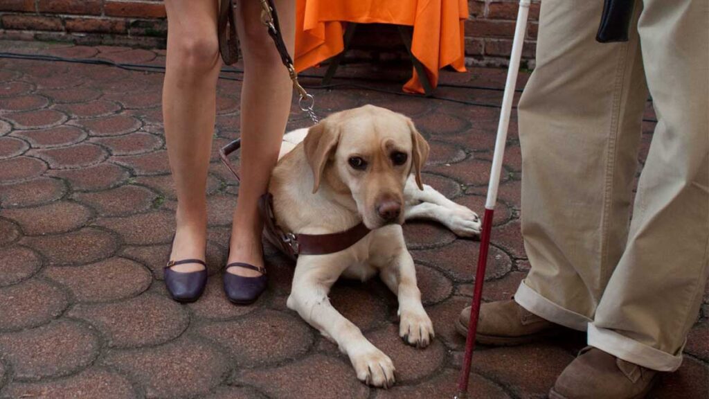 Le negaron la entrada por tener un perro guía.