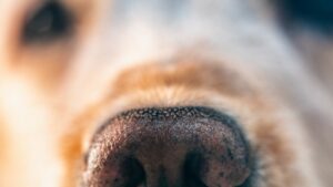 Sin corazón: amarra a perro y le pone bozal para golpearlo en calles de Tijuana