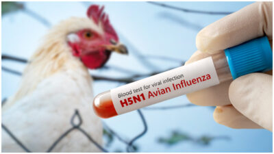 OMS estima que el riesgo de la gripe aviar H5N1 es bajo