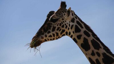 Se desconoce el paradero de una jirafa en el Zoológico de Culiacán.