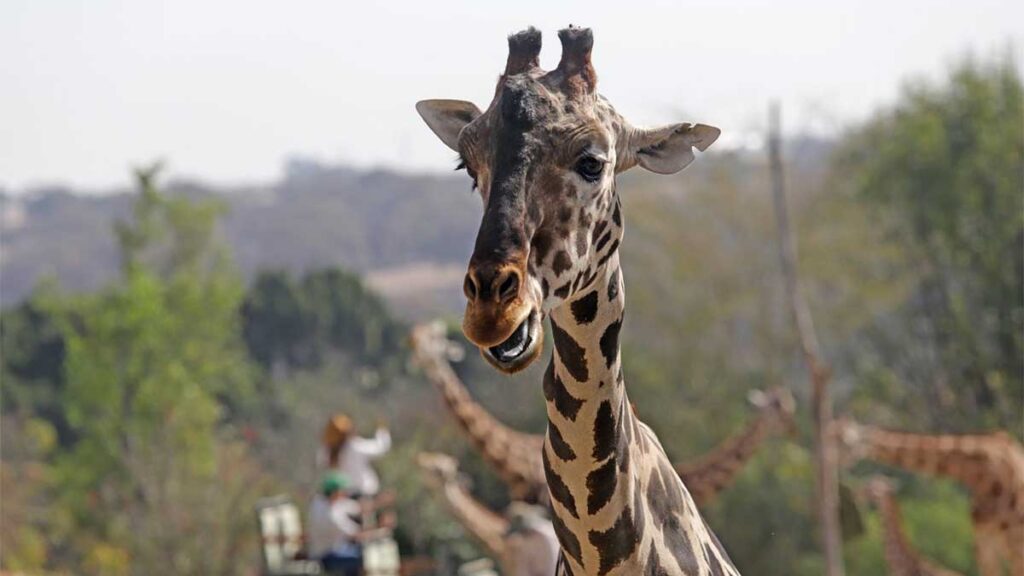 Una jirafa murió en el zoológico de Culiacán