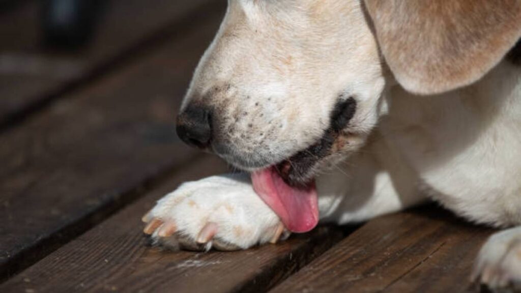 ¿Cómo identificar señales de maltrato en un perro?