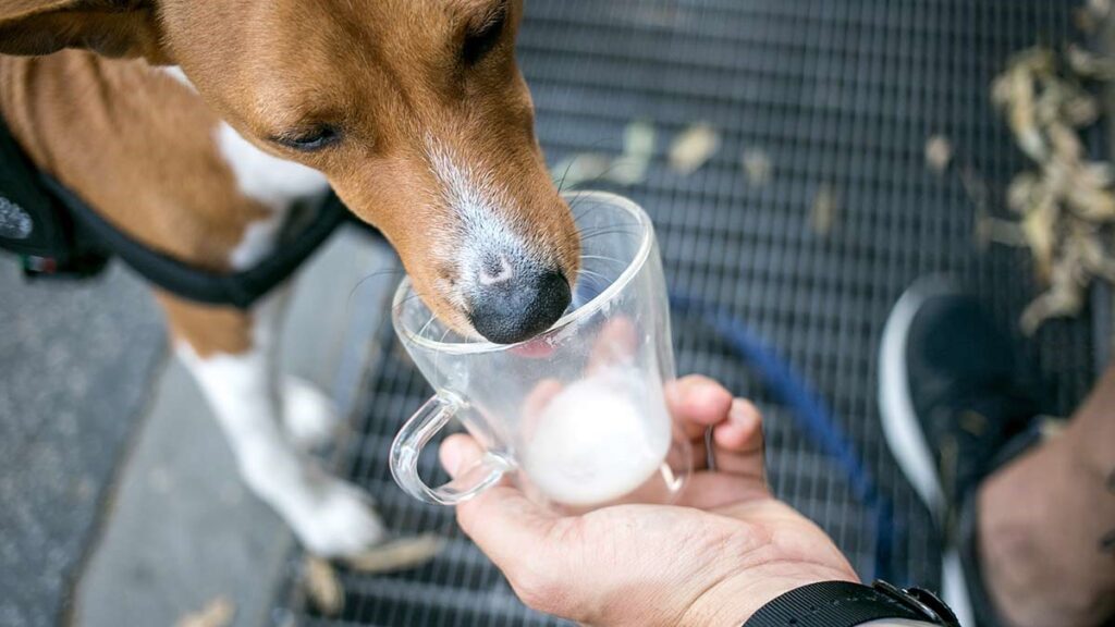 leche adaptada para mascotas